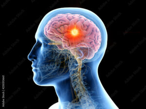 human brain visualization 